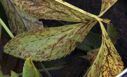Hellebore leaf spot
